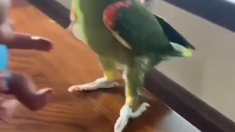 Parrot birds like a funny moments