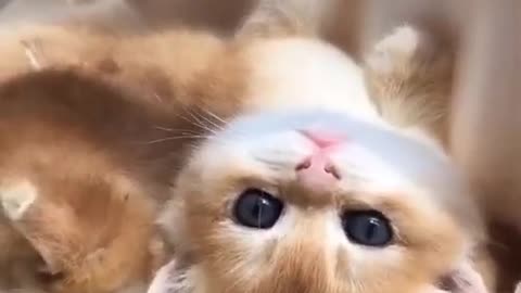 OMG SO Cute Best Funny Cats .