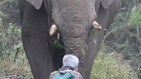 Beutifull elephant