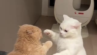 Hey bro wossup funny cat 🤣