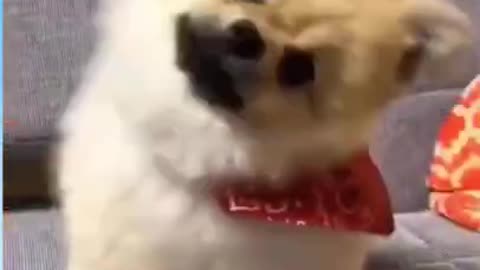 cute dog with funny reaction #trending #must watch this