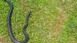 Woman single-handedly wrangles snake