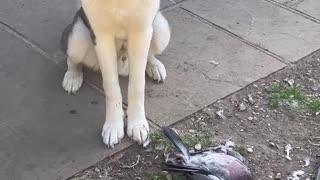 Poor pigeon gets decapitated by Husky! Viewer discretion advised !