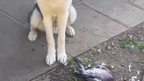 Poor pigeon gets decapitated by Husky! Viewer discretion advised !