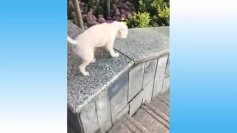 Top Funny Cat Videos Of The Weekly - Try Not To Laugh