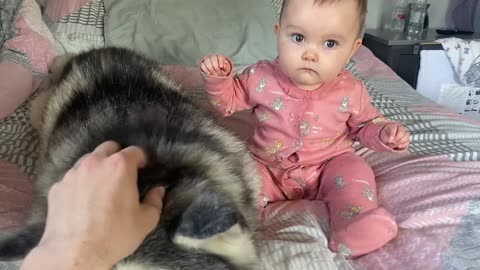 Scared Baby Refuses To Sleep In Her BIG Bed Without Her Husky!!😭. [CUTEST VIDEO EVER!!]