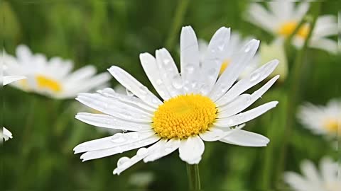 Close Up Video Of Daisy Flower Daisy Flower In HD