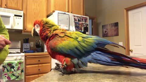 How to Train a Parrot to Let You Pet It Morgan The Macaw