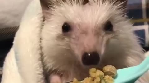 Look, the hedgehog is eating delicious