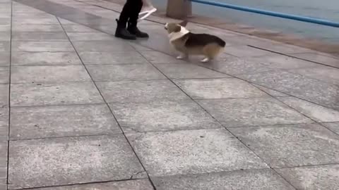 Funny Dogs and Cute Cats in the Funniest Videos of 2022