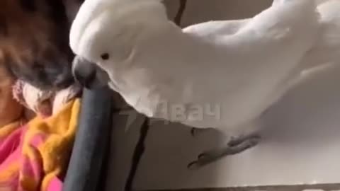 Bird barks like a dog