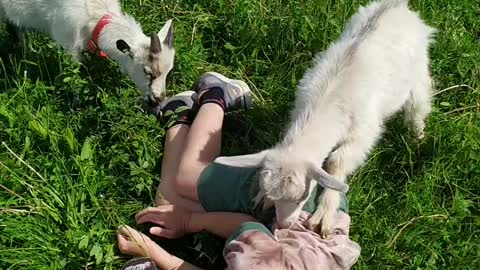 attack of small goats on a boy in the summer