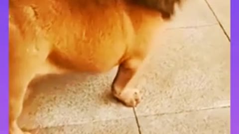 dog funny video