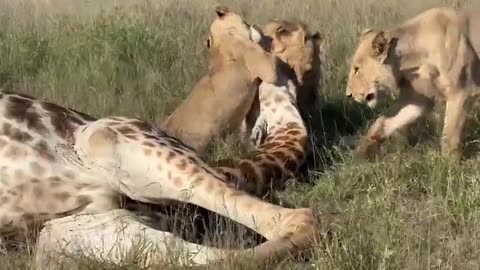 Savage Lions Hunt Down and Kill a Giant Giraffe