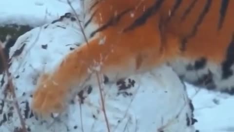 Tiger And Ice Ball Funny Video