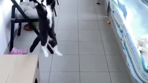 CAT BEATS MESSI WITH THE CHEST BALL CATCH