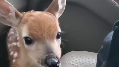 Fawn Bleats After Being Rescued // foryouvedio