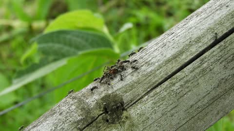 A group of ants are eating food