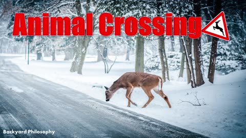 Why & How To Stop The Deer From Crossing The Road
