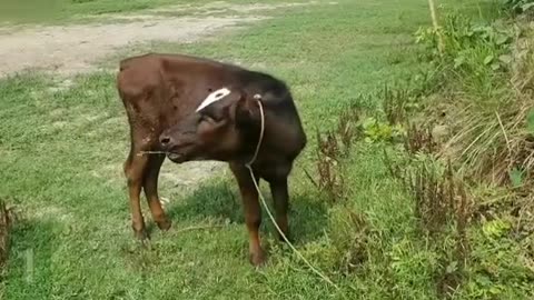 Witness the heartbreaking journey of a cow in excruciating pain in this emotional
