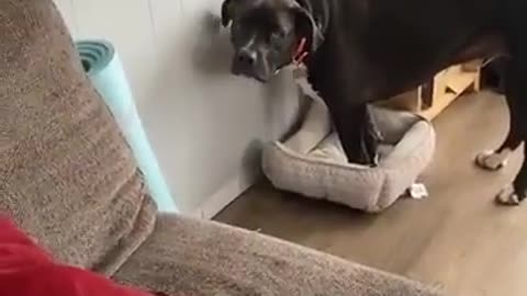 Dog Loses His Bed To Cat
