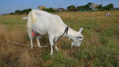 White Goat Goat Grass Eating Milk Animal 🤩🤩