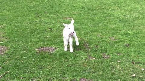 Cute baby lamb has a loud baa