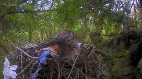 Red Kite Pair Share Care of Eggs