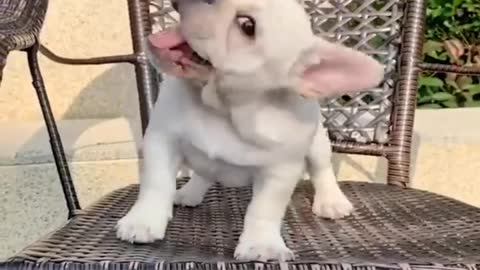 Best Funny Animal Videos 2022 |Baby Dogs - Funniest and Cutest Puppies |