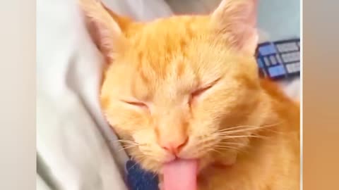 Very lazy 🐱cat 🤣🤣plz watch 🤣 most funny clip 🤣🤣🤣😂🥰😍😱