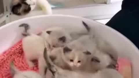 That was fast kitty cat🤣 Funny cat videos