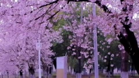 The cherry blossoms are still falling at a rate of five centimeters per second and