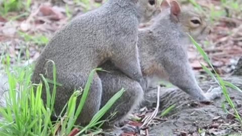 Squirrels Playing game