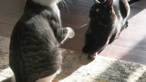 Cat Does Big Boop to His Brother