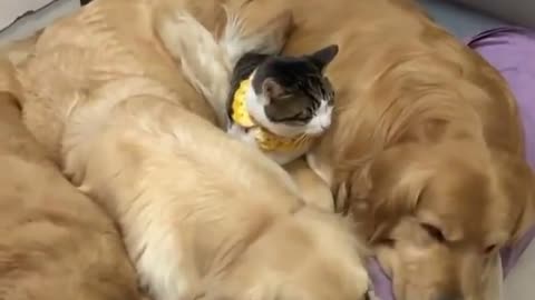 Unlikely BFFs: Hilarious Dogs and Cat Friendship Takes Center Stage