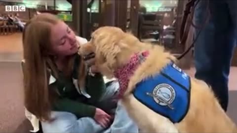 Comfort dogs visit Michigan campus after shooting