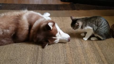 Cat bullies Husky