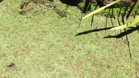 Australian Emydura Turtles In Pond.