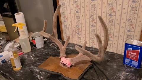 How to Preserve Antlers in Velvet for Taxidermy