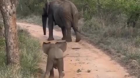 Funny Baby Elephant Full HD