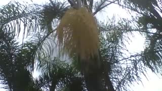 Yellow coconut tree flowers with bees in the botanical garden [Nature & Animals]