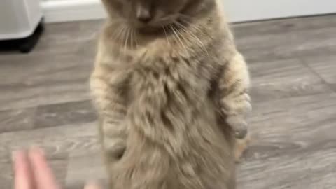 Cute cat debuts