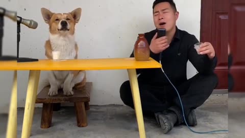 Chó hát còn hay hơn hàng xóm hát | Dog sing better than neighbors