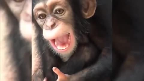 Funny animals video