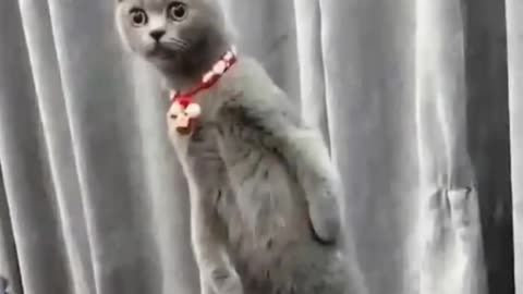 Best Funny Animal Videos