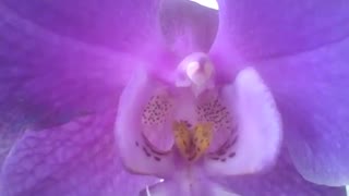 Filmando uma linda orquídea roxa na floricultura bem de perto [Nature & Animals]