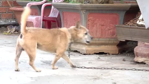 How Dog React When Seeing Stranger 12-Running,Barking ?
