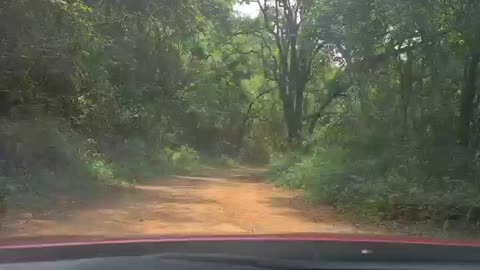 Nature Drive