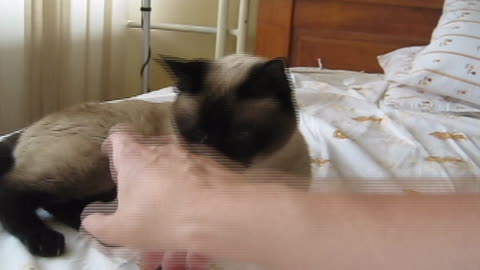 Playful cat on the bed