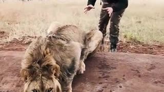 Roaring Fear : The Art of Lion Intimidation